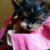 Foto de Yorkshire Terrier mini-criadero de perros