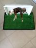 Foto de Pets shop-tienda para mascotas