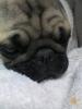 Peluqueriia canina  "grugno"