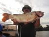 Pesca tevagustar