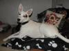 foto de Pet Services Argentina